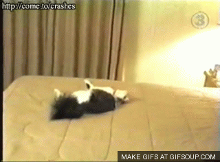 cat-runs-into-a-wall-o