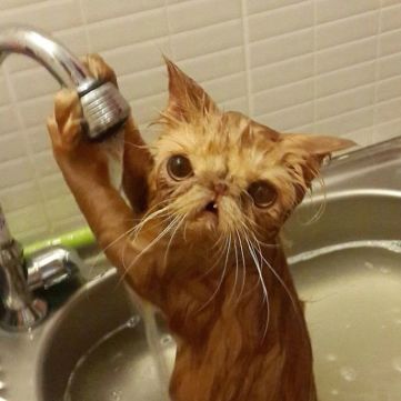 wet cat