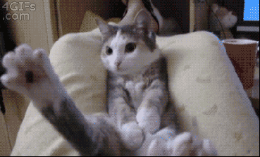 funny-cat-gif