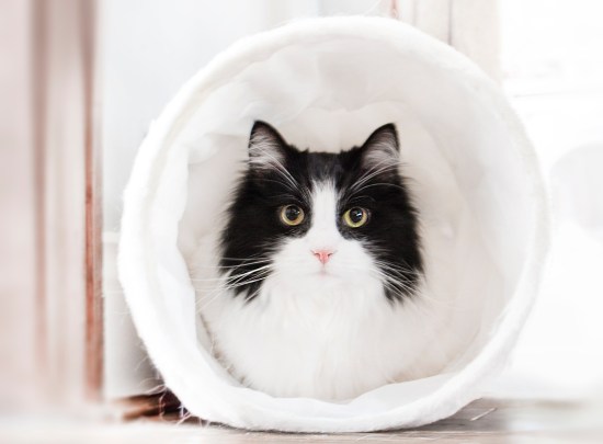 adorable-animal-blur-977935