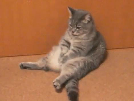 cat with wagging tail