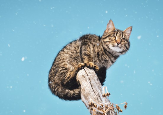 animal-animal-photography-cat-1818608