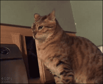 cat attack cupboard.gif