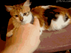 catbite.gif