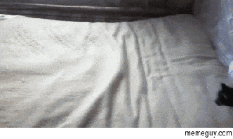 inception-cat-180413.gif