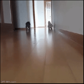sliding cat.gif