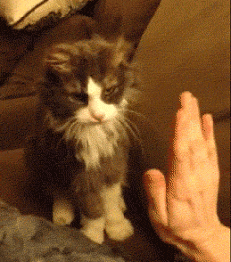 highfive