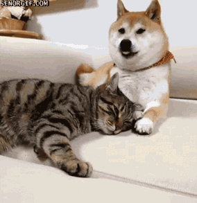 adorable-animal-cat-cute-Favim_com-2807556.gif
