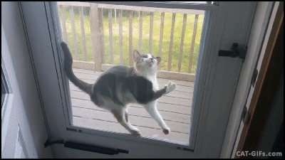 cat stuck.gif