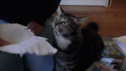 cta eating paper.gif