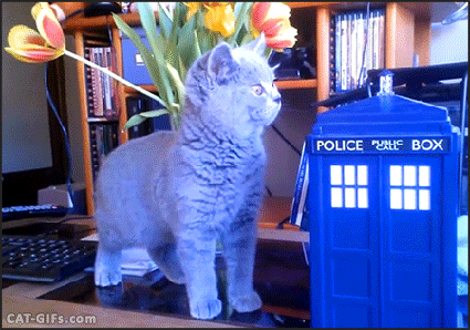 kitten tardis.gif