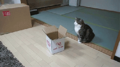 maru box.gif