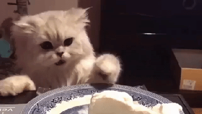 cat icecream.gif