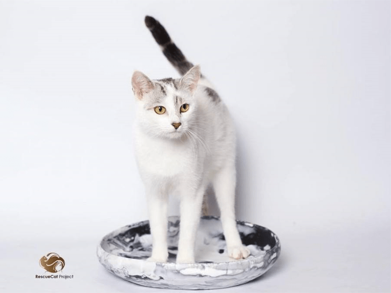 Help Save Purrfect Match Cat&nbsp;Adoptions