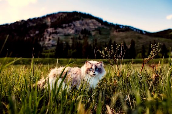 agriculture-animal-beautiful-460985