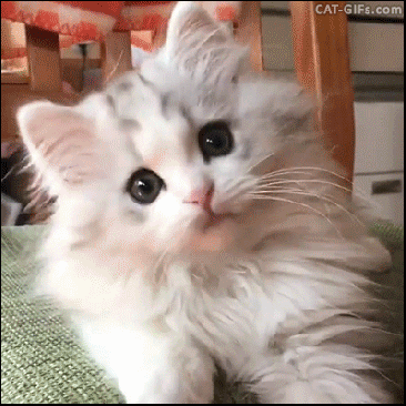 kitten.gif