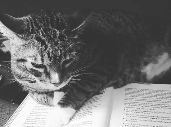 adorable-animal-black-and-white-582070