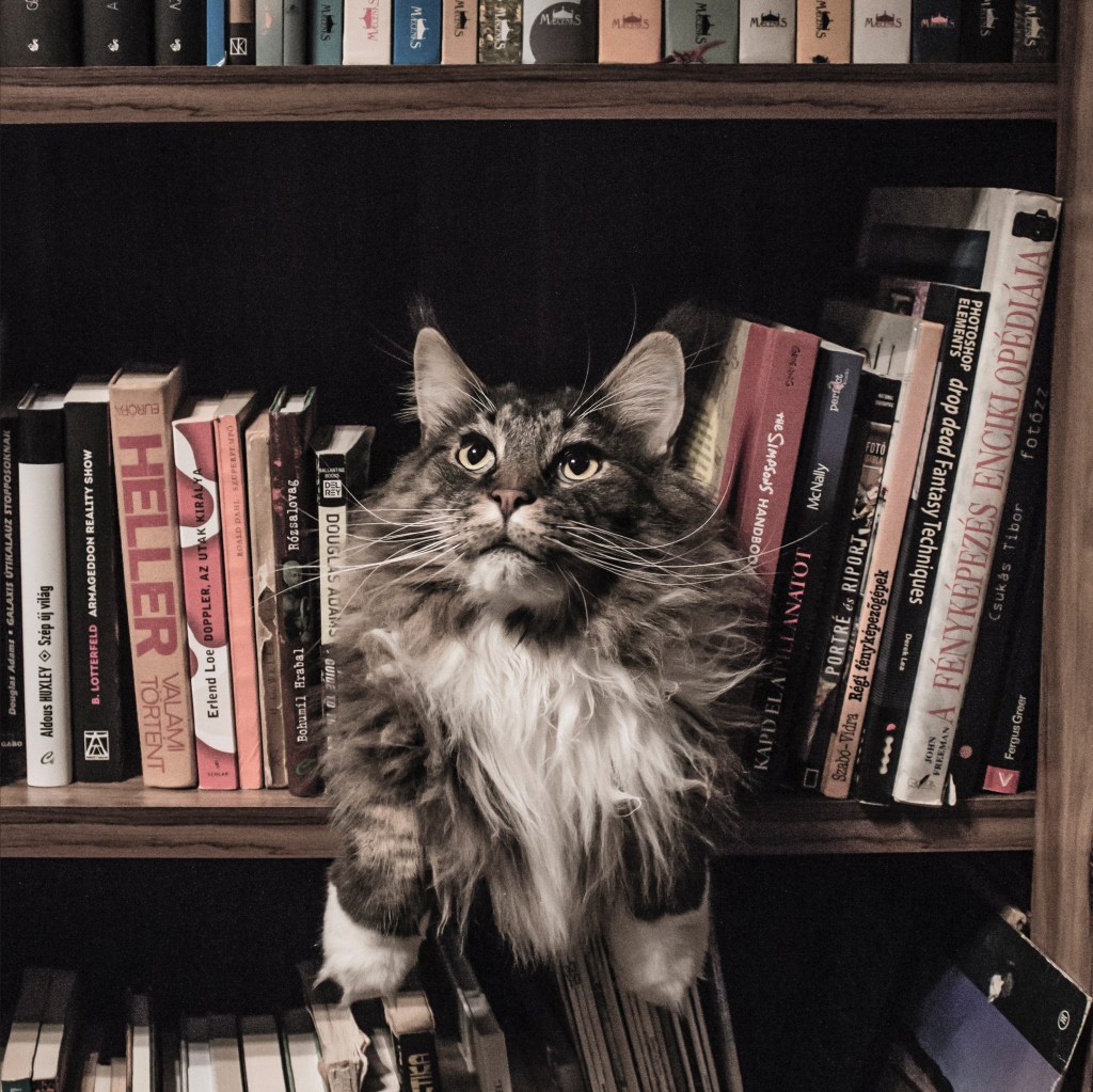 The three stages of editing your first draft – warning, there will be&nbsp;cats