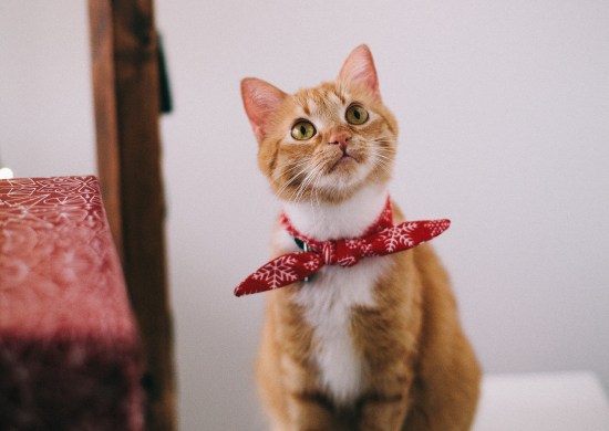 adorable-animal-cat-1741205